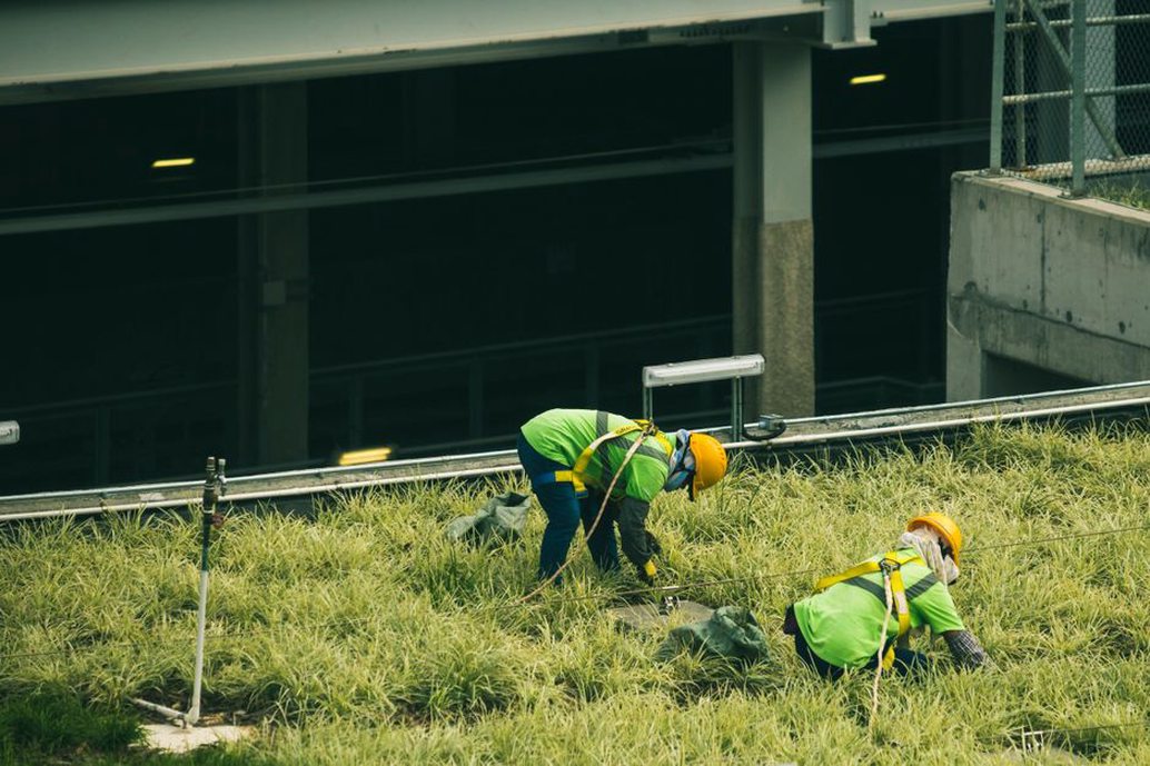 Maintenance access on a planted urban roof