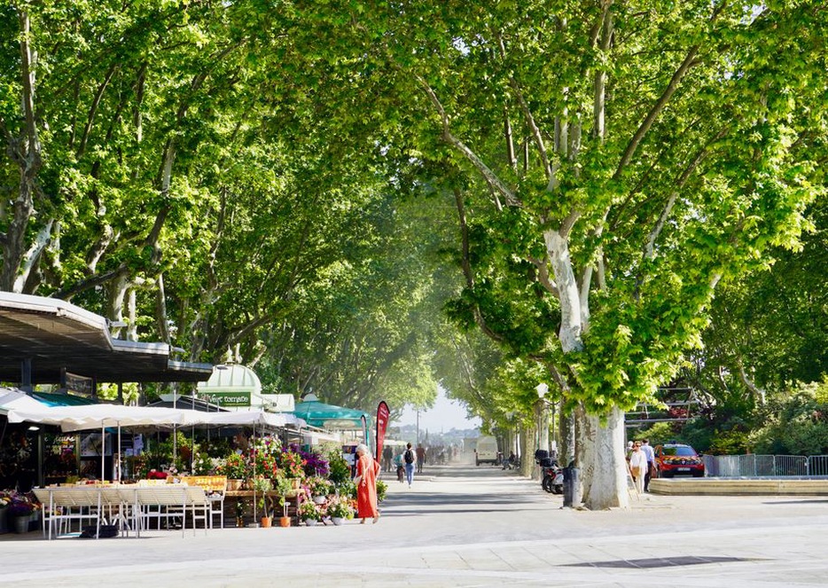 Tree-lined pedestrian corridor beside mixed-use buildings
