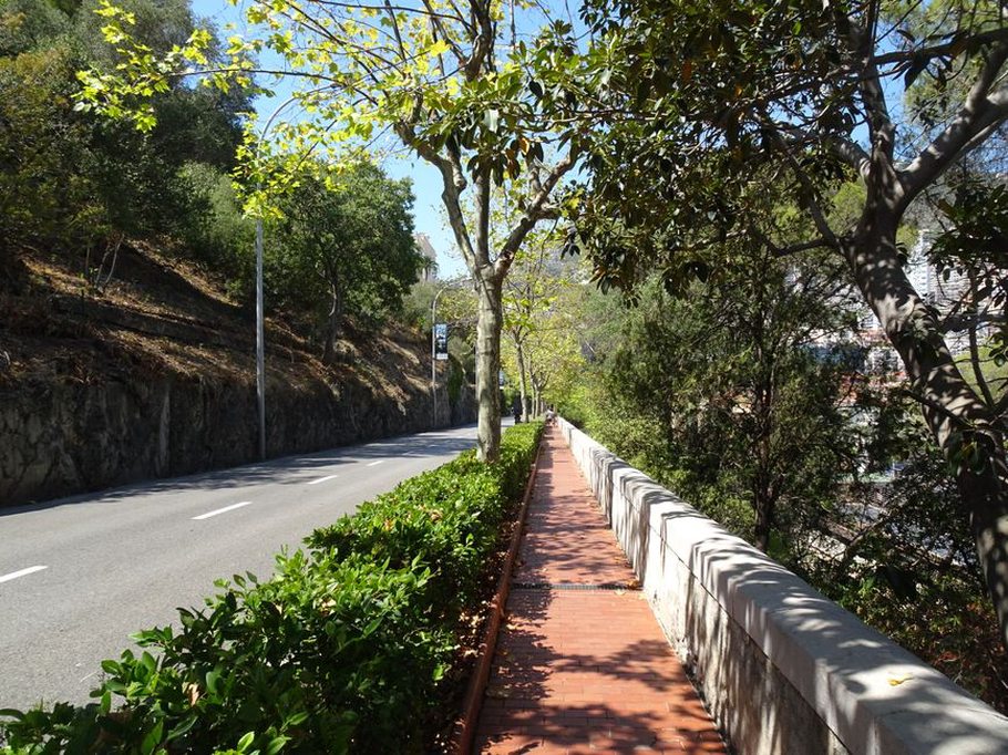 Trees and a walking route share a city street