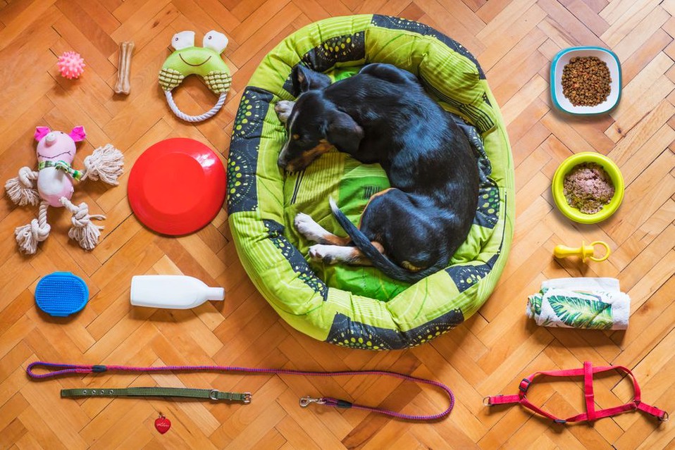 Floor plan marked with spaces for a dog