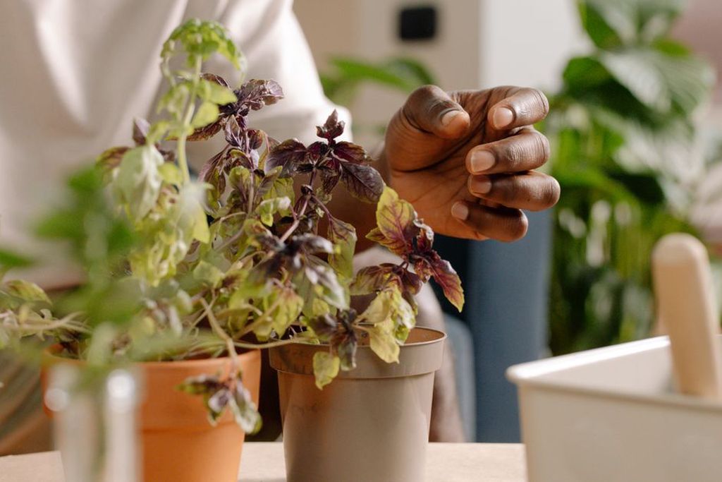 A draining herb pot rests above an empty saucer