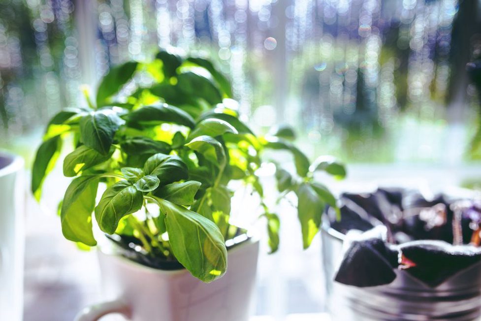 Separate herb pots catch daylight beside a kitchen window